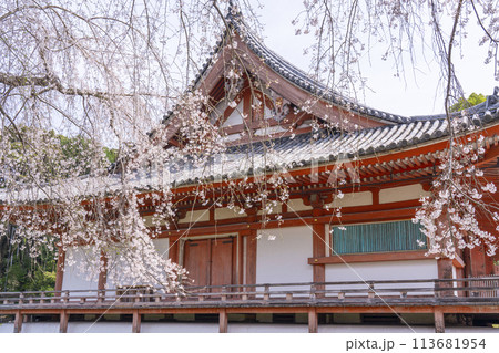 春の京都 醍醐寺 桜と金堂 春の京都 醍醐寺 桜と金堂 113681954