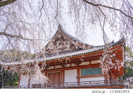 春の京都　醍醐寺　桜と金堂 113681955