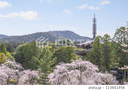 春の京都　醍醐寺　満開の桜と五重塔 113681956