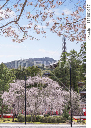 春の京都　醍醐寺　満開の桜と五重塔 113681957