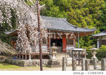 春の京都　醍醐寺　枝垂れ桜と不動堂 113681958