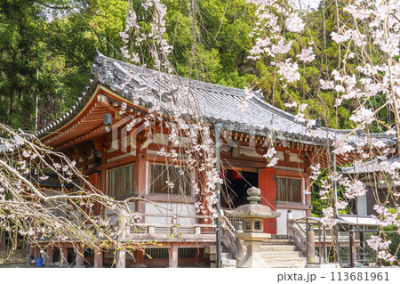 春の京都 醍醐寺 枝垂れ桜と不動堂 春の京都 醍醐寺 枝垂れ桜と不動堂 113681961
