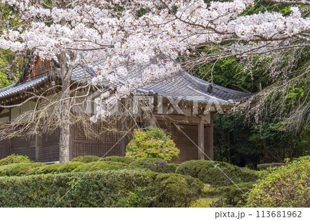 春の京都　醍醐寺　桜と真如三昧耶堂 113681962