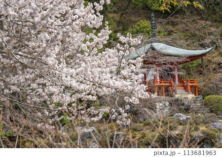 春の京都 醍醐寺 桜と弁天堂 春の京都 醍醐寺 桜と弁天堂 113681963
