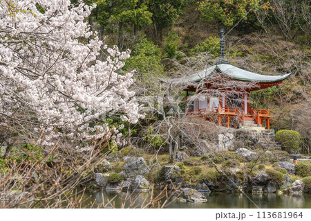 春の京都　醍醐寺　桜と弁天堂 113681964