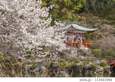春の京都 醍醐寺 桜と弁天堂 春の京都 醍醐寺 桜と弁天堂 113681966