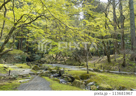 春の京都　醍醐寺　庭園「無量寿苑」 113681967