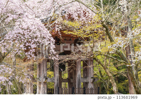 春の京都 醍醐寺 桜と鐘楼 春の京都 醍醐寺 桜と鐘楼 113681969