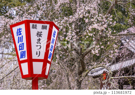 春の京都　醍醐寺　桜まつり 113681972