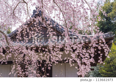春の京都 醍醐寺 桜と清瀧宮拝殿 春の京都 醍醐寺 桜と清瀧宮拝殿 113681973