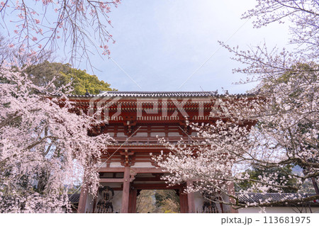 春の京都 醍醐寺 桜と西大門(仁王門) 春の京都 醍醐寺 桜と西大門(仁王門) 113681975