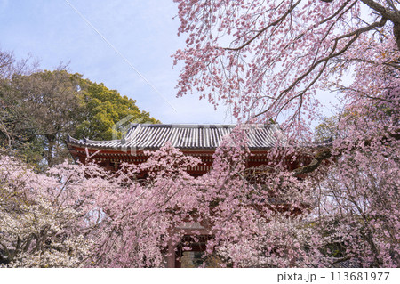 春の京都　醍醐寺　桜と西大門（仁王門） 113681977