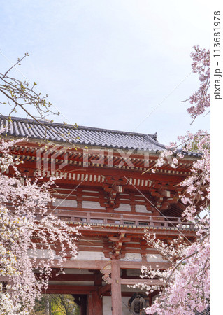 春の京都 醍醐寺 桜と西大門(仁王門) 春の京都 醍醐寺 桜と西大門(仁王門) 113681978