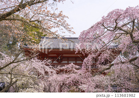 春の京都 醍醐寺 桜と西大門(仁王門) 春の京都 醍醐寺 桜と西大門(仁王門) 113681982
