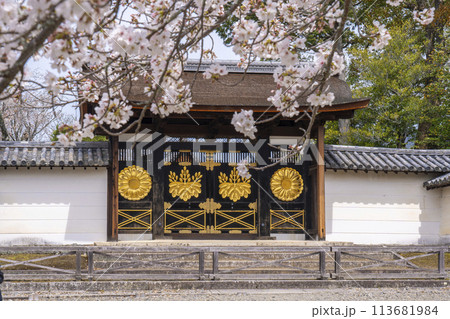 春の京都　醍醐寺　桜と三宝院唐門 113681984
