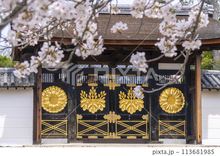 春の京都 醍醐寺 桜と三宝院唐門 春の京都 醍醐寺 桜と三宝院唐門 113681985