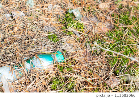 An old plastic bottle discarded in the forest. The concept of protecting ecology and nature. 113682066