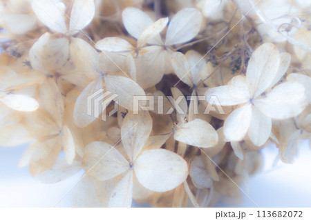 Hydrangea flowers in a soft color and blur style for the background. Wallpaper. 113682072