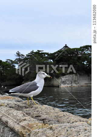 遠くを見るウミネコ 113682080