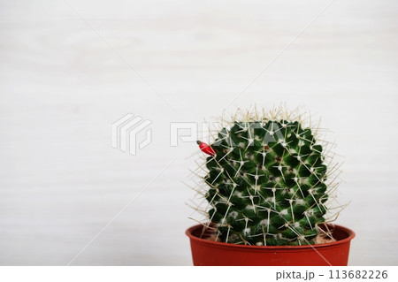 cactus succulent in flower pot on wooden background cactus succulent in flower pot on wooden background 113682226