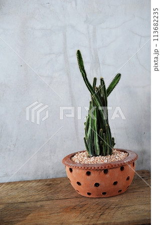 cactus succulent in flower pot on wooden background 113682235