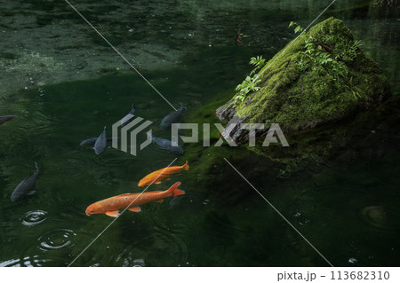 出流原弁天池 113682310