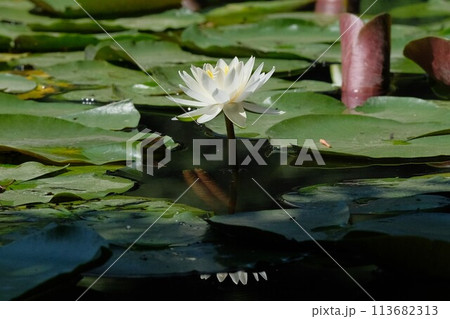 スイレンの花 113682313