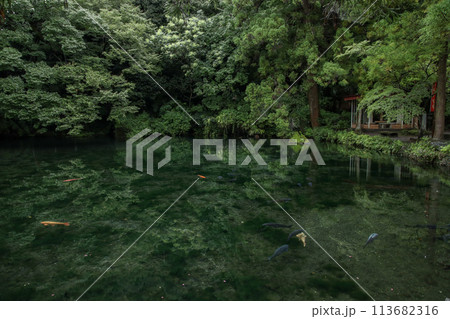 出流原弁天池 113682316