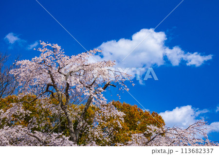 【京都風景】円山公園　優雅さの春 桜花爛漫（枝垂れ・染井吉野） 113682337