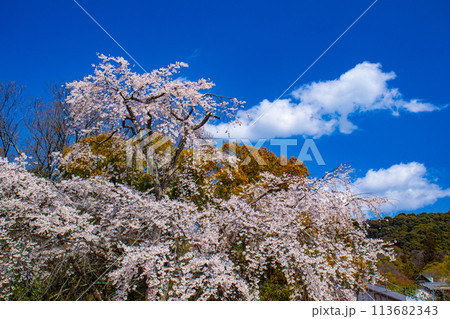 【京都風景】円山公園　優雅さの春 桜花爛漫（枝垂れ・染井吉野） 113682343