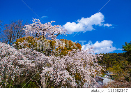 【京都風景】円山公園　優雅さの春 桜花爛漫（枝垂れ・染井吉野） 113682347