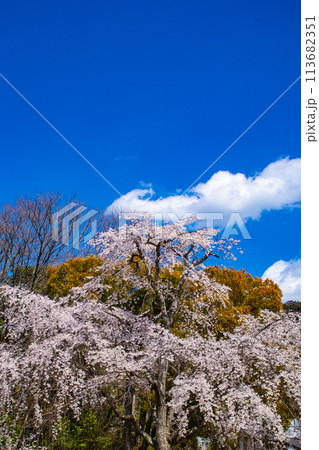 【京都風景】円山公園　優雅さの春 桜花爛漫（枝垂れ・染井吉野） 113682351
