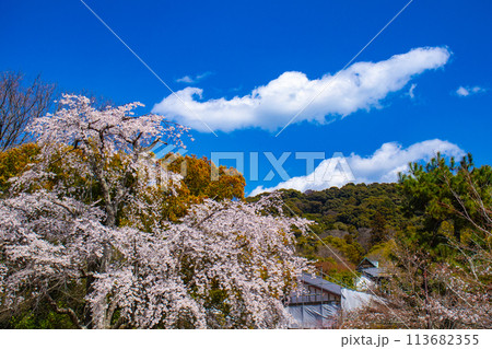 【京都風景】円山公園 優雅さの春 桜花爛漫(枝垂れ・染井吉野) 【京都風景】円山公園 優雅さの春 桜花爛漫(枝垂れ・染井吉野) 113682355