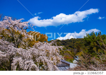 【京都風景】円山公園 優雅さの春 桜花爛漫(枝垂れ・染井吉野) 【京都風景】円山公園 優雅さの春 桜花爛漫(枝垂れ・染井吉野) 113682357