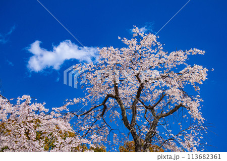 【京都風景】円山公園　優雅さの春 桜花爛漫（枝垂れ・染井吉野） 113682361