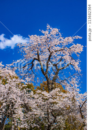 【京都風景】円山公園　優雅さの春 桜花爛漫（枝垂れ・染井吉野） 113682364