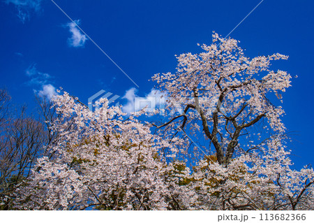 【京都風景】円山公園　優雅さの春 桜花爛漫（枝垂れ・染井吉野） 113682366