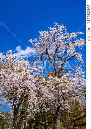 【京都風景】円山公園 優雅さの春 桜花爛漫(枝垂れ・染井吉野) 【京都風景】円山公園 優雅さの春 桜花爛漫(枝垂れ・染井吉野) 113682368