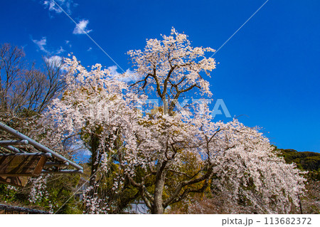 【京都風景】円山公園 優雅さの春 桜花爛漫(枝垂れ・染井吉野) 【京都風景】円山公園 優雅さの春 桜花爛漫(枝垂れ・染井吉野) 113682372