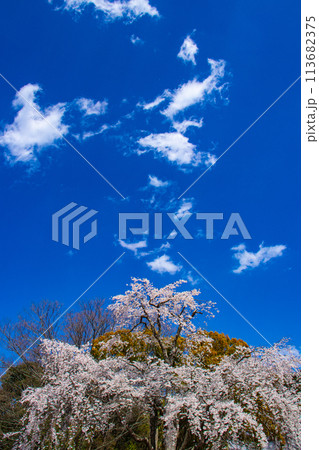 【京都風景】円山公園 優雅さの春 桜花爛漫(枝垂れ・染井吉野) 【京都風景】円山公園 優雅さの春 桜花爛漫(枝垂れ・染井吉野) 113682375