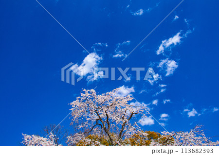 【京都風景】円山公園　優雅さの春 桜花爛漫（枝垂れ・染井吉野） 113682393
