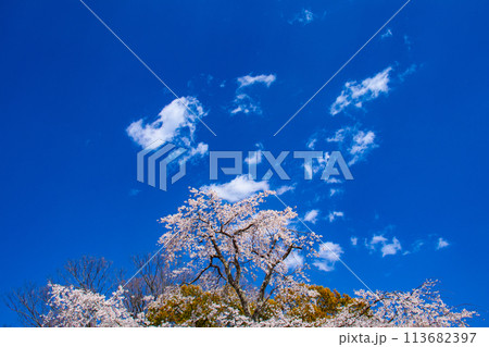 【京都風景】円山公園 優雅さの春 桜花爛漫(枝垂れ・染井吉野) 【京都風景】円山公園 優雅さの春 桜花爛漫(枝垂れ・染井吉野) 113682397