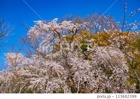 【京都風景】円山公園　優雅さの春 桜花爛漫（枝垂れ・染井吉野） 113682399