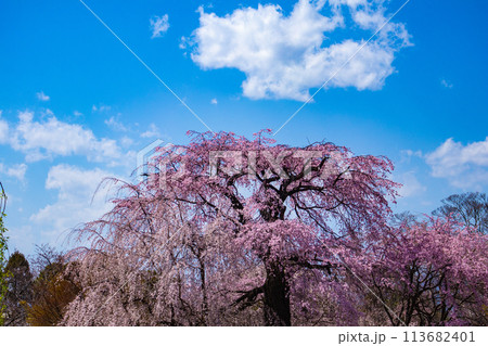 【京都風景】円山公園　優雅さの春 桜花爛漫（枝垂れ・染井吉野） 113682401