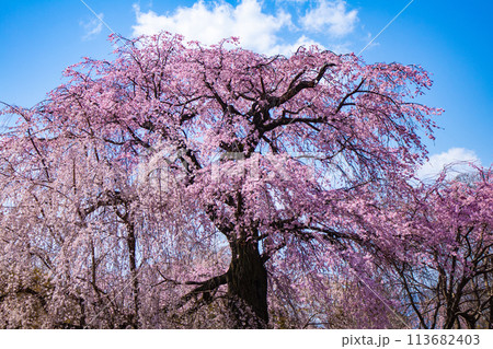 【京都風景】円山公園　優雅さの春 桜花爛漫（枝垂れ・染井吉野） 113682403
