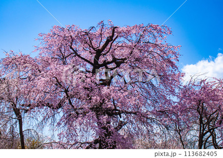 【京都風景】円山公園 優雅さの春 桜花爛漫(枝垂れ・染井吉野) 【京都風景】円山公園 優雅さの春 桜花爛漫(枝垂れ・染井吉野) 113682405