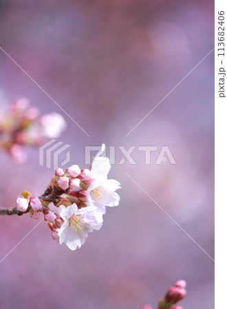 春の訪れを告げる桜 113682406