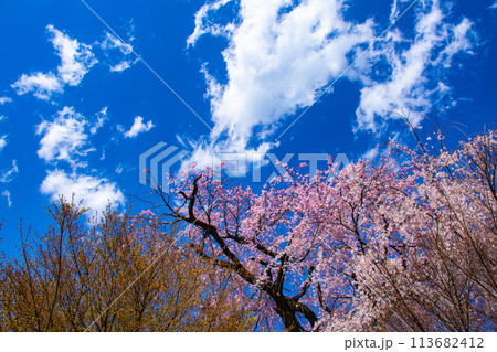 【京都風景】円山公園 優雅さの春 桜花爛漫(枝垂れ・染井吉野) 【京都風景】円山公園 優雅さの春 桜花爛漫(枝垂れ・染井吉野) 113682412