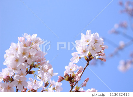 青空に映える桜 青空に映える桜 113682413