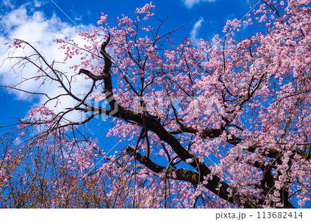 【京都風景】円山公園 優雅さの春 桜花爛漫(枝垂れ・染井吉野) 【京都風景】円山公園 優雅さの春 桜花爛漫(枝垂れ・染井吉野) 113682414